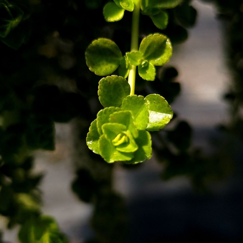Baby Tears Plant - Pilea Depressa