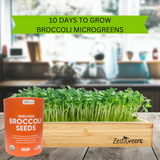 ZestiGreens Organic Broccoli Seeds – Sprouts & Microgreens