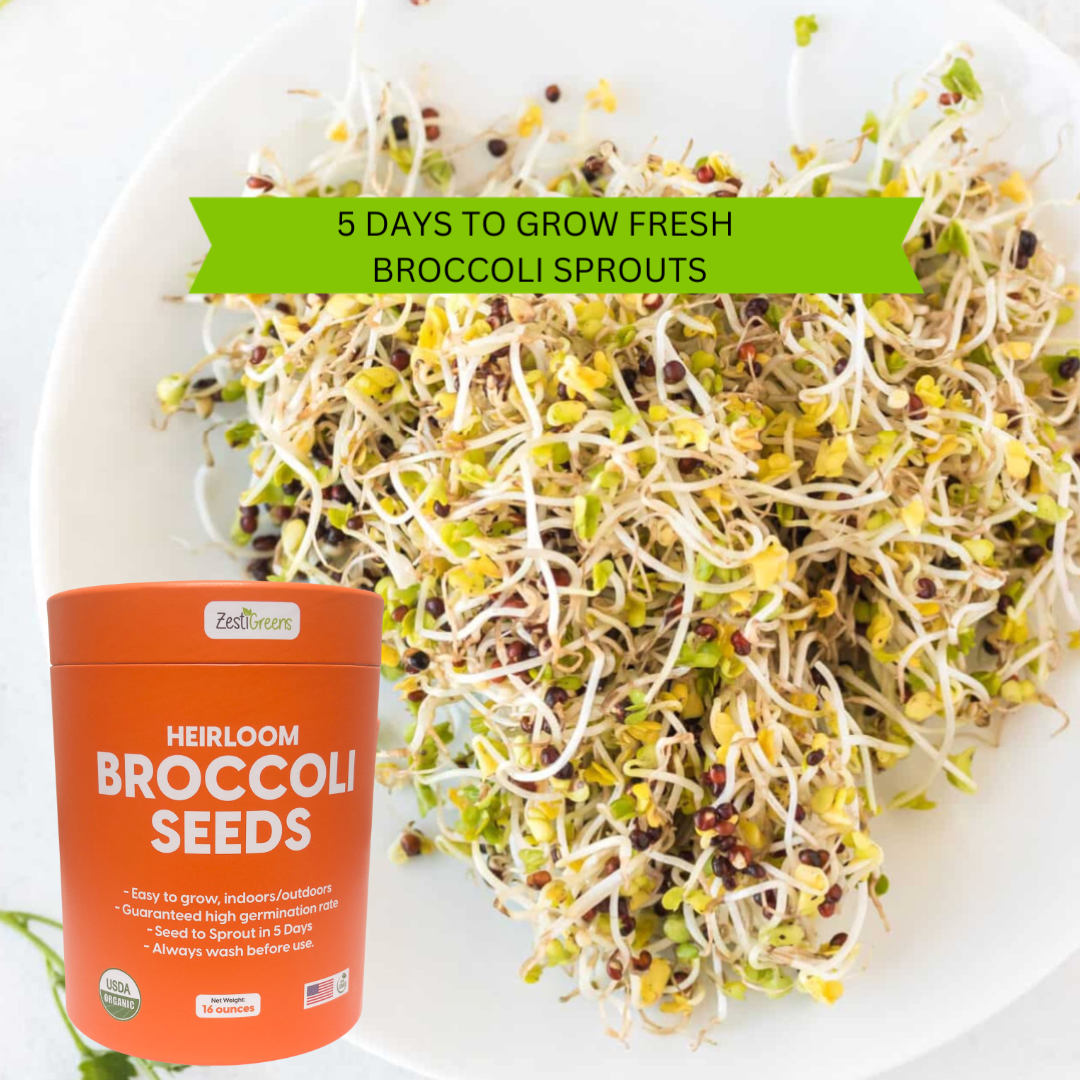 ZestiGreens Organic Broccoli Seeds – Sprouts & Microgreens