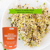 ZestiGreens Organic Broccoli Seeds – Sprouts & Microgreens