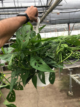 Monstera Adansonii - Swiss Cheese Plant