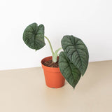Alocasia 'Melo' Plant – Jewel Alocasia with Thick Blue-Green Foliage
