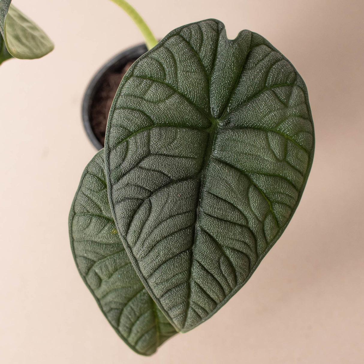 Alocasia 'Melo' Plant – Jewel Alocasia with Thick Blue-Green Foliage