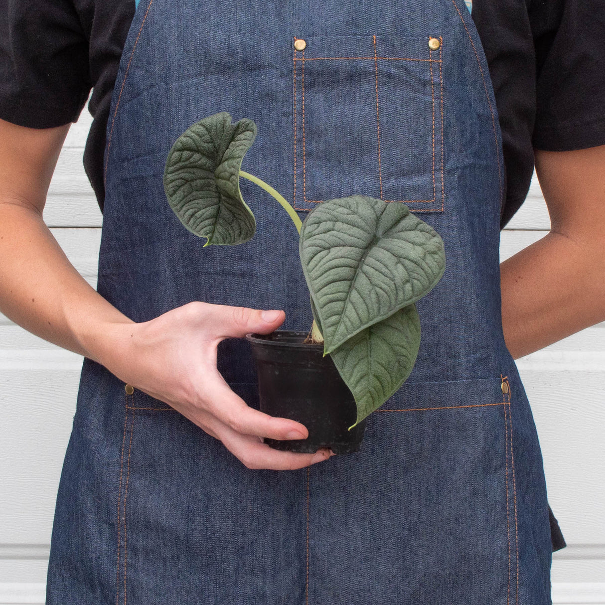 Alocasia 'Melo' Plant – Jewel Alocasia with Thick Blue-Green Foliage