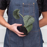 Alocasia 'Melo' Plant – Jewel Alocasia with Thick Blue-Green Foliage