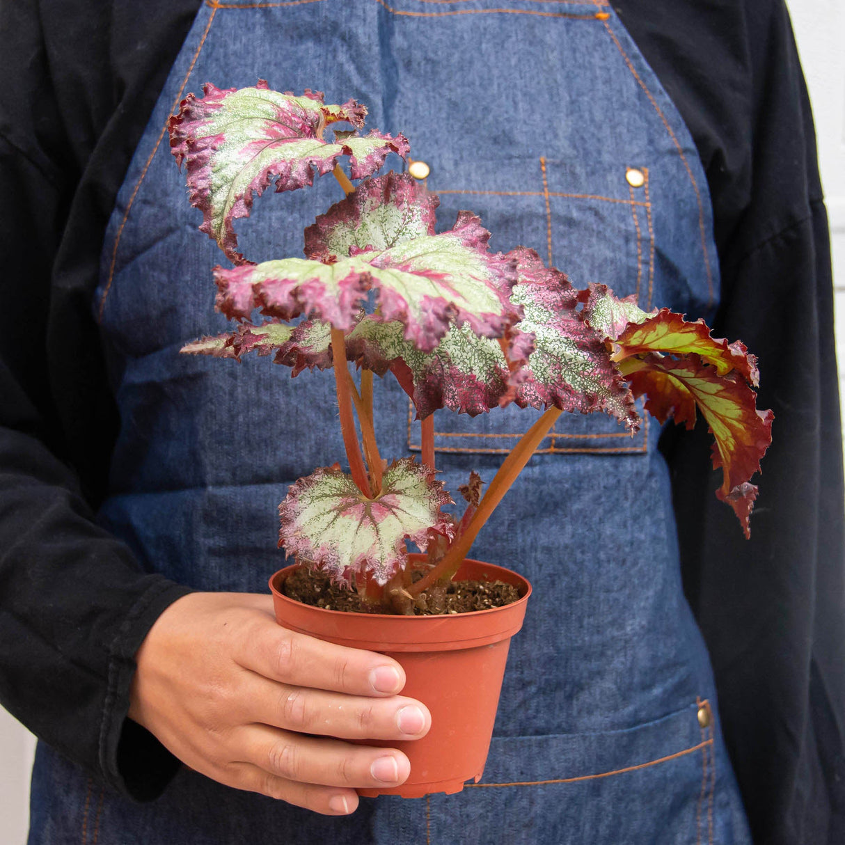 Rex Begonia Plant 4-Pack Variety