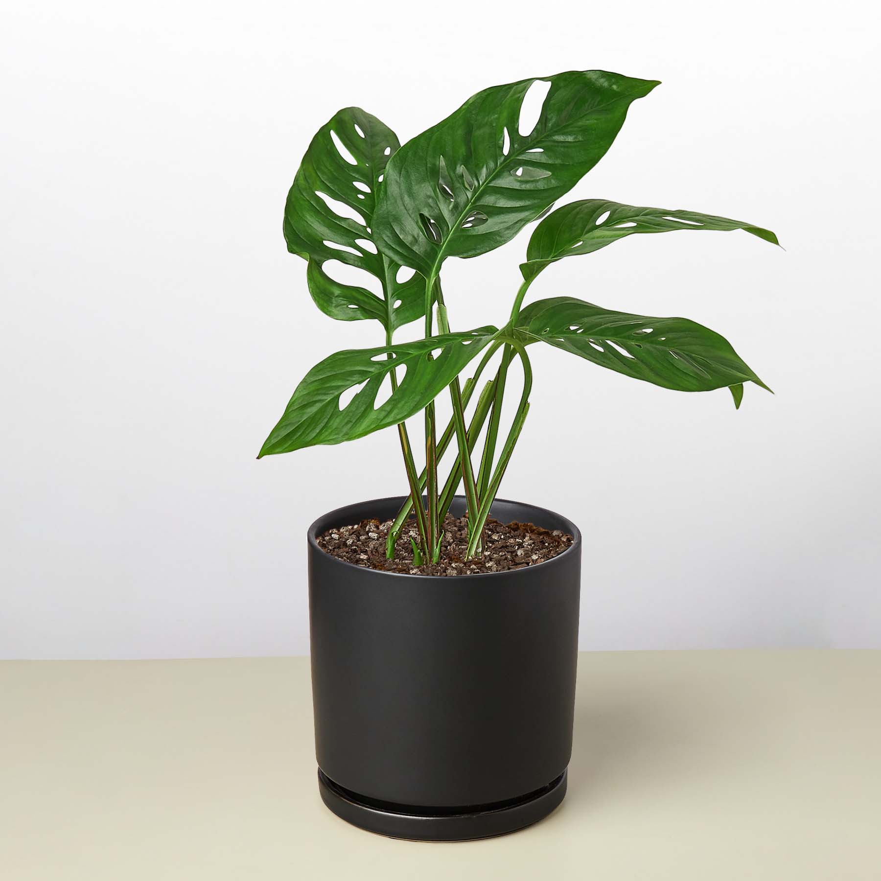 Monstera Adansonii - Swiss Cheese Plant - Monster Gardens