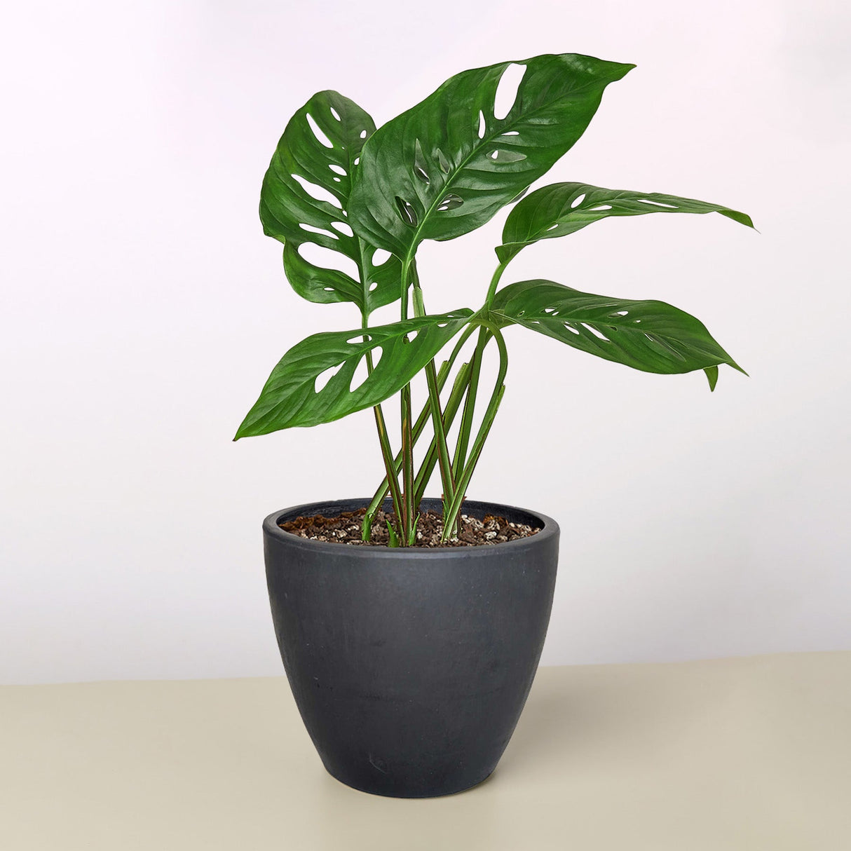 Monstera Adansonii - Swiss Cheese Plant