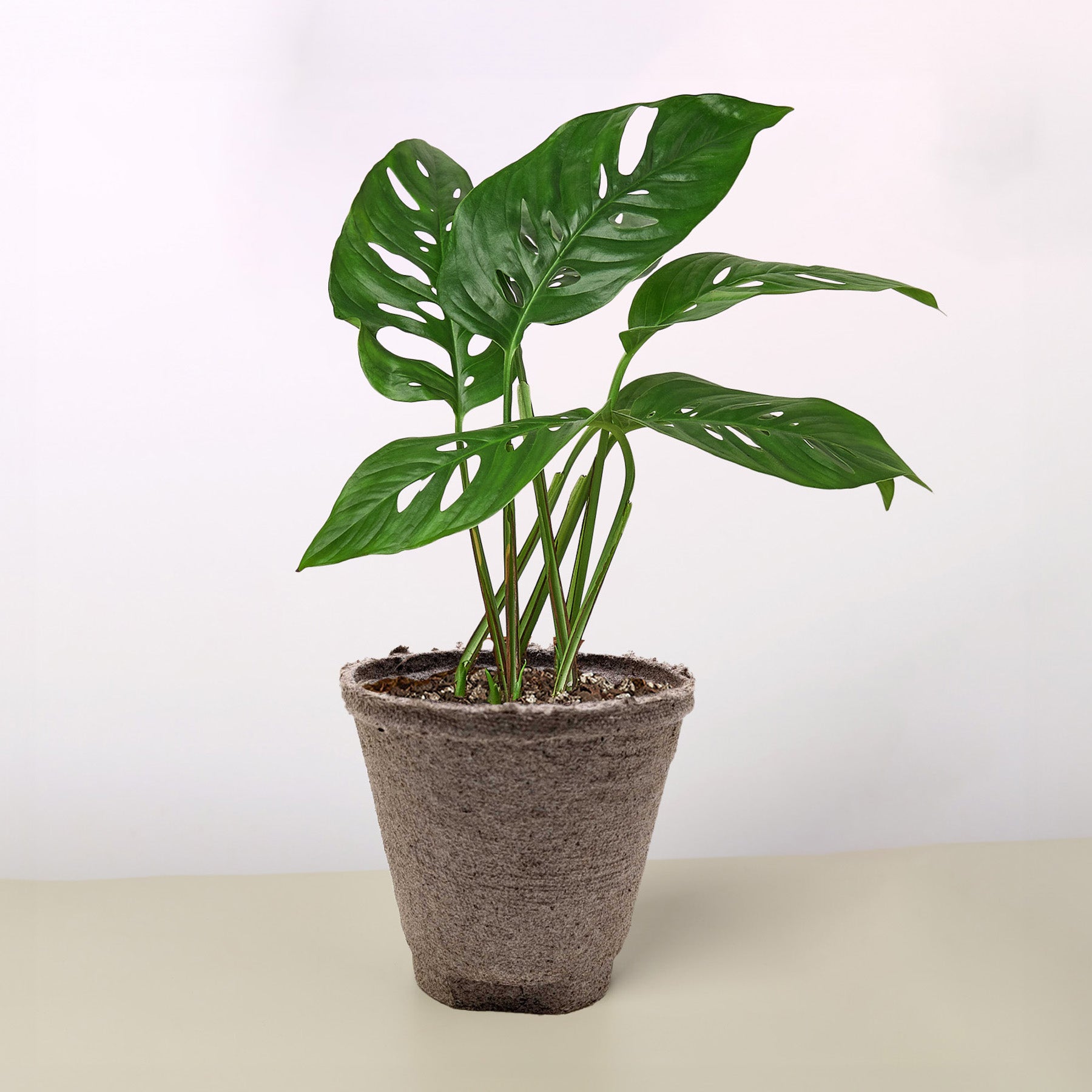 モンステラ Monstera Adansonii - Swiss Cheese Plant - Monster Gardens