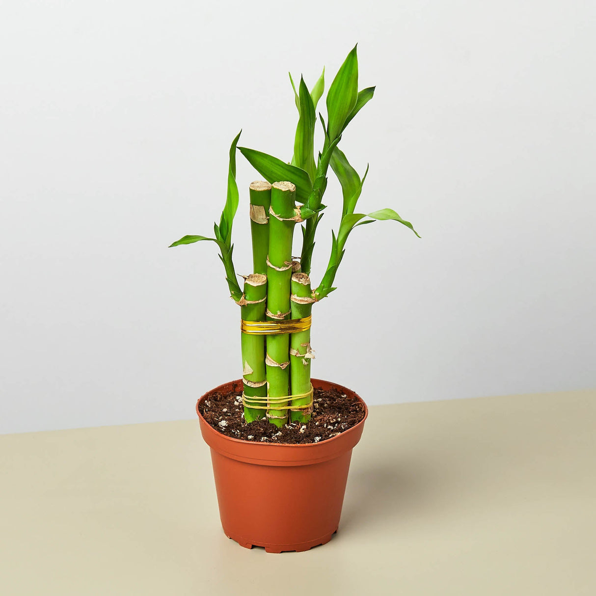 Dracaena 'Lucky Bamboo' – Dragon Tree Plant