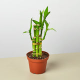 Dracaena 'Lucky Bamboo' – Dragon Tree Plant