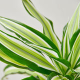 Dracaena 'Malaika' Plant