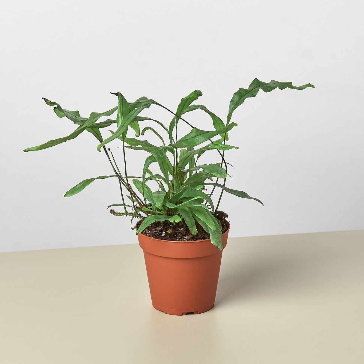 Kangaroo Paw Fern Plant