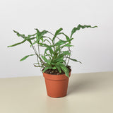 Kangaroo Paw Fern Plant
