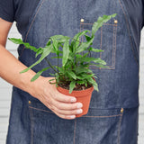 Kangaroo Paw Fern Plant