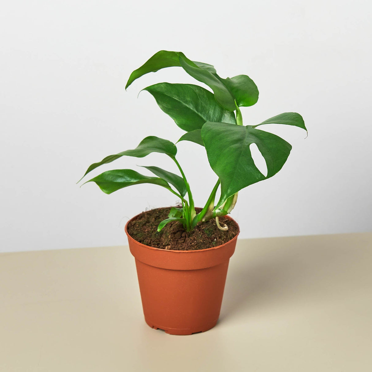 Monstera Plant Bundle