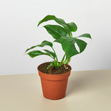 Monstera Plant Bundle