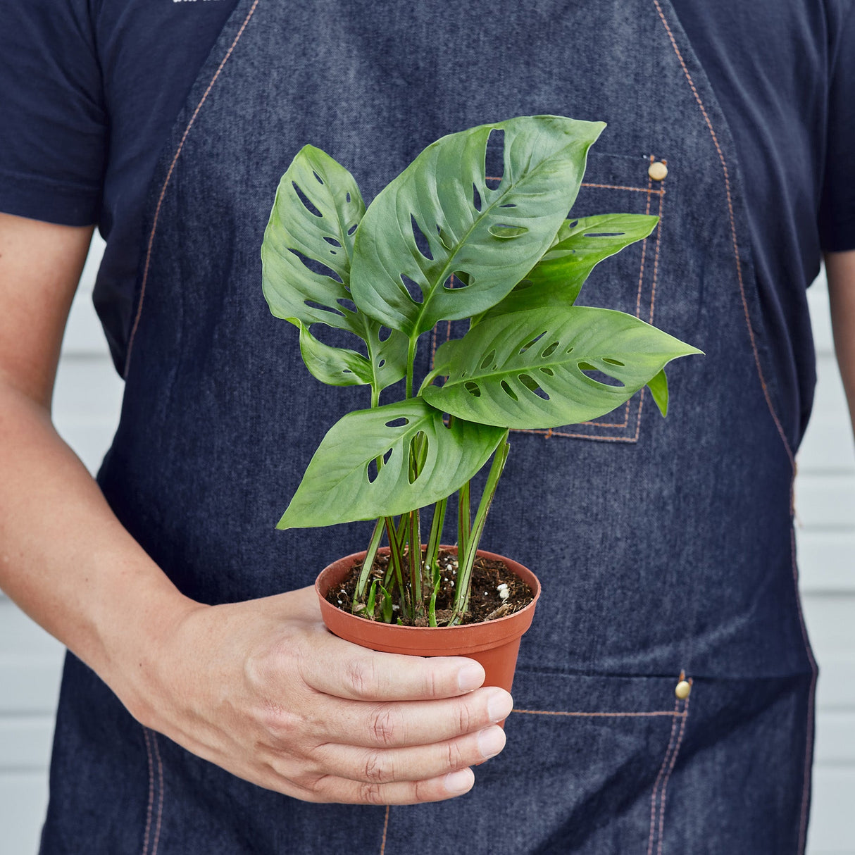 Monstera Adansonii - Swiss Cheese Plant
