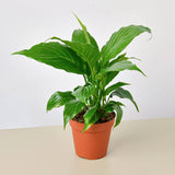 Spathiphyllum 'Peace Lily' Houseplant