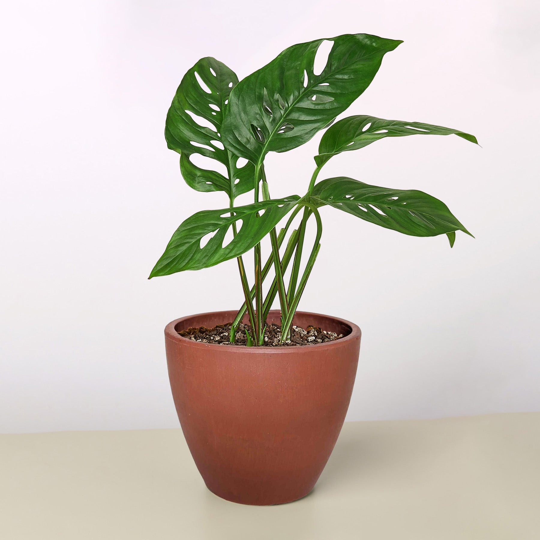Monstera Adansonii - Swiss Cheese Plant - Monster Gardens