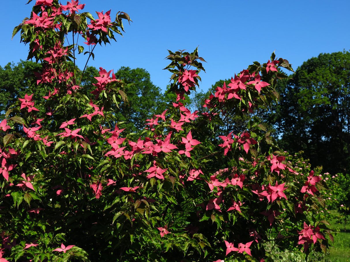 Scarlet Fire® Flowering Dogwood Tree