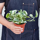 Pothos ‘N’joy’ Plant – Epipremnum aureum