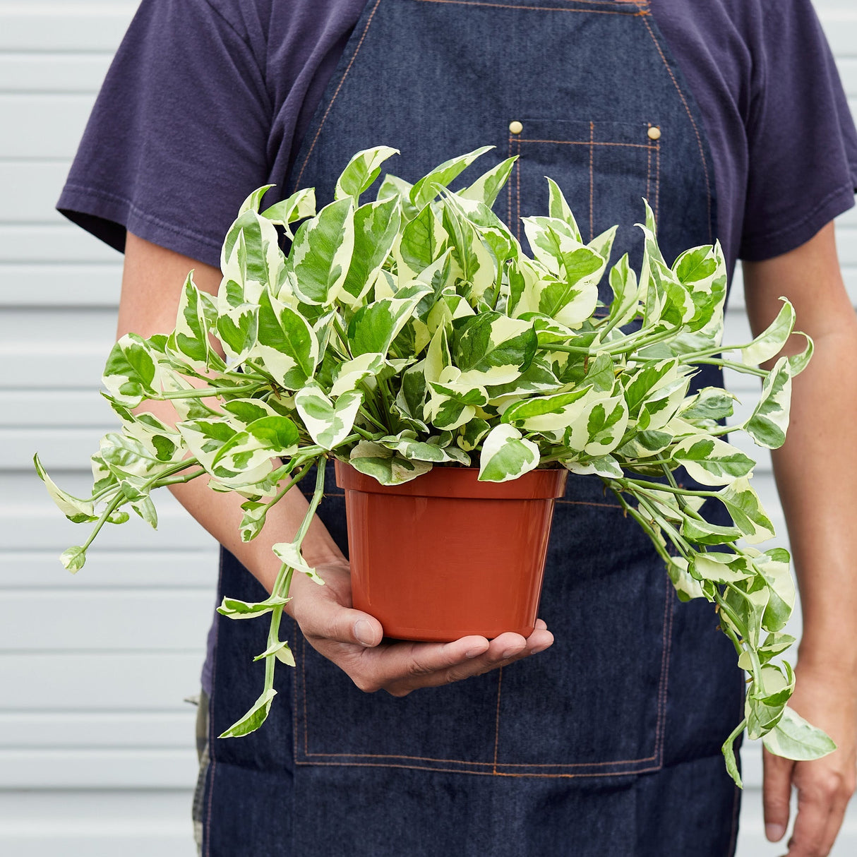 Pothos ‘N’joy’ Plant – Epipremnum aureum