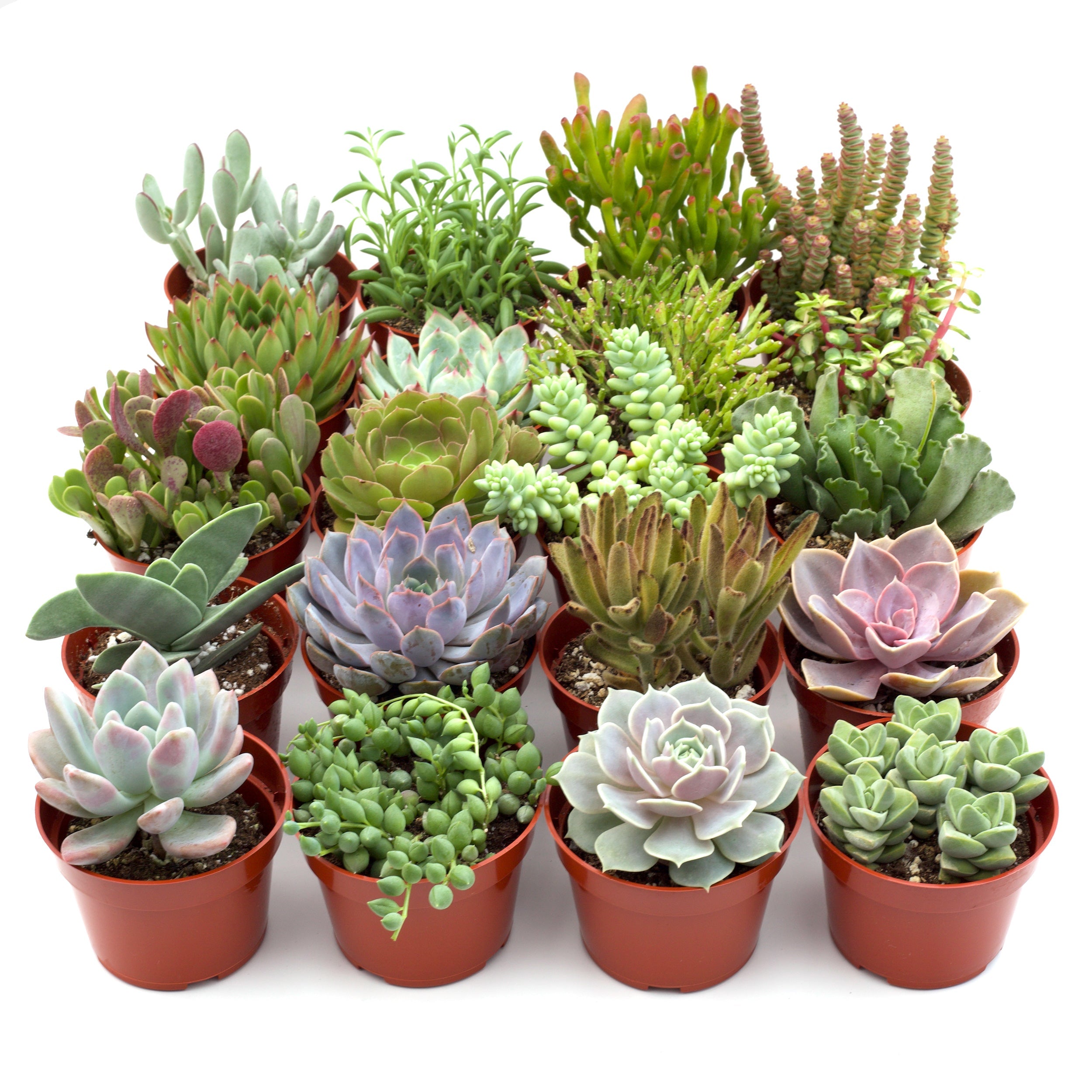 Assorted Succulent Variety Packs – 4
