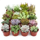 Assorted Succulent Variety Packs – 4" Potted Succulents