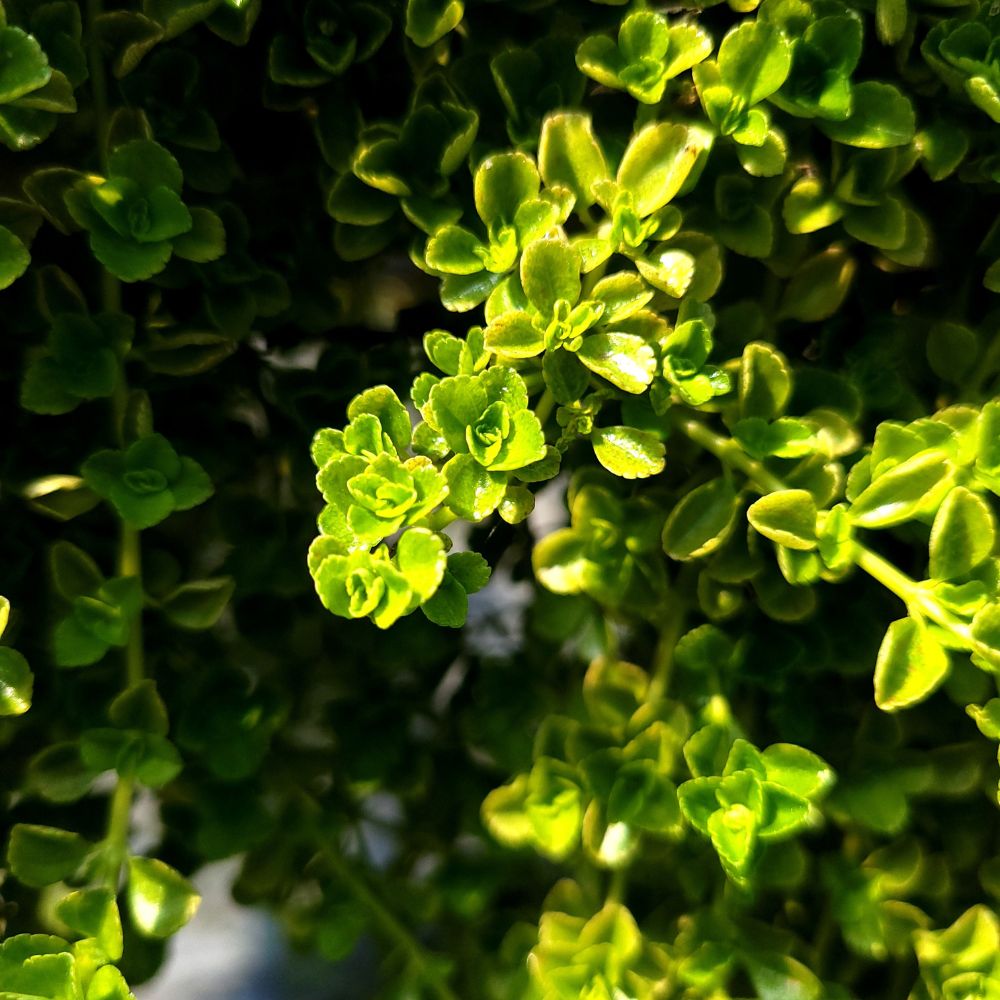 Baby Tears Plant - Pilea Depressa