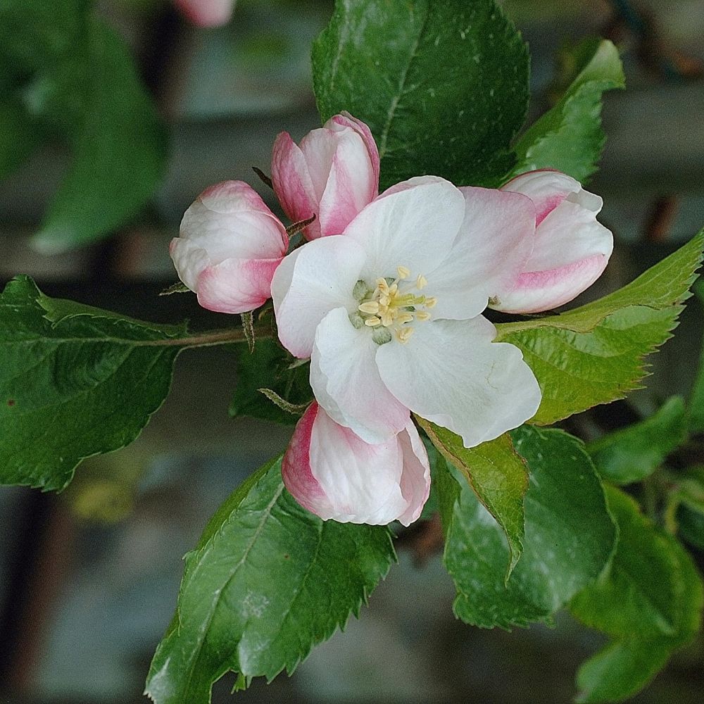 Cortland Apple Tree