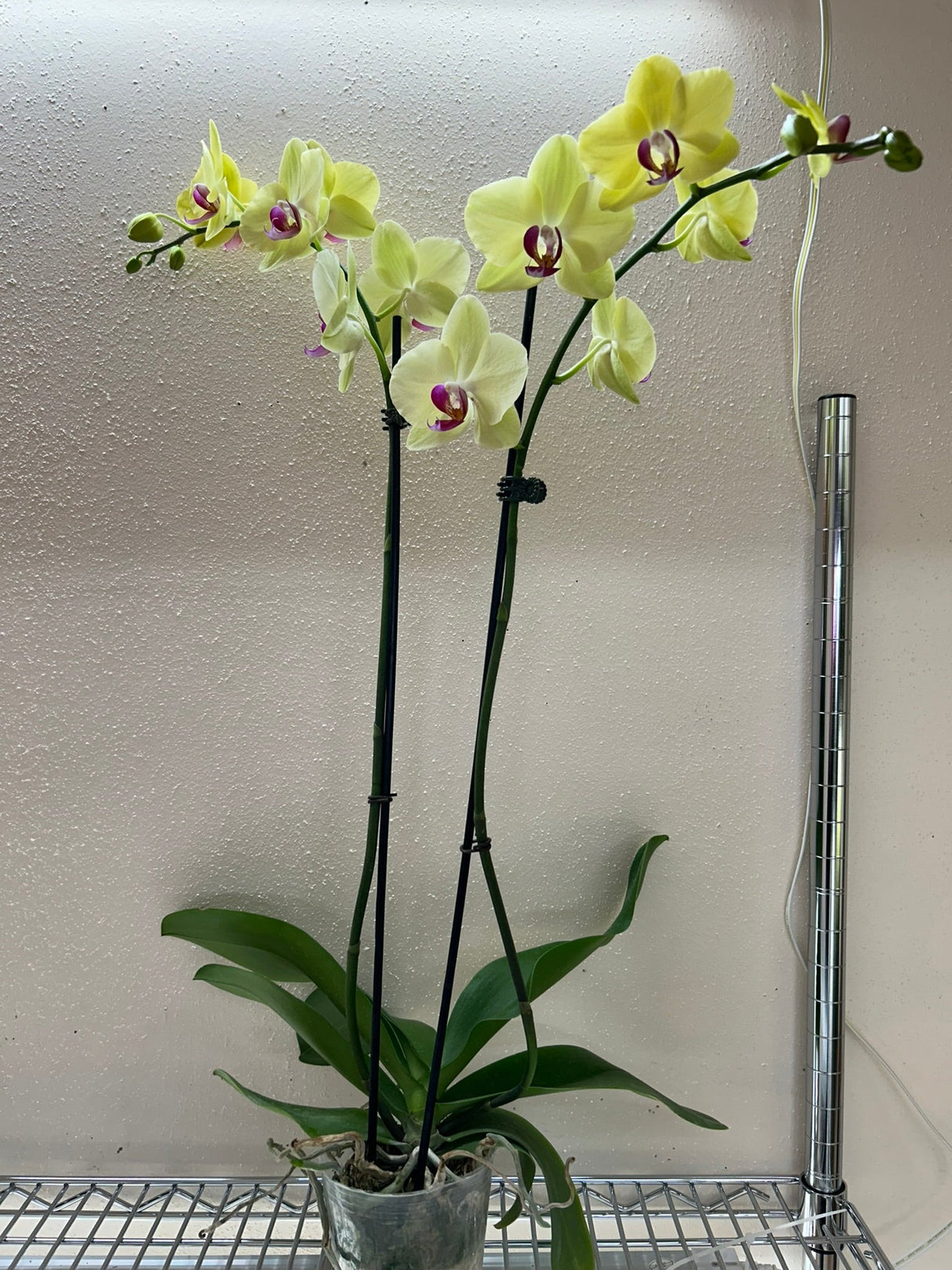 Yellow Phalaenopsis Orchid Plant