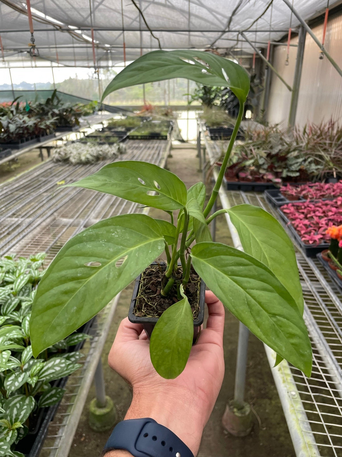 Monstera Adansonii - Swiss Cheese Plant