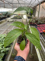 Monstera Adansonii - Swiss Cheese Plant