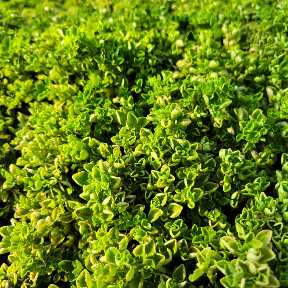 Baby Tears Plant - Pilea Depressa