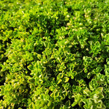 Baby Tears Plant - Pilea Depressa