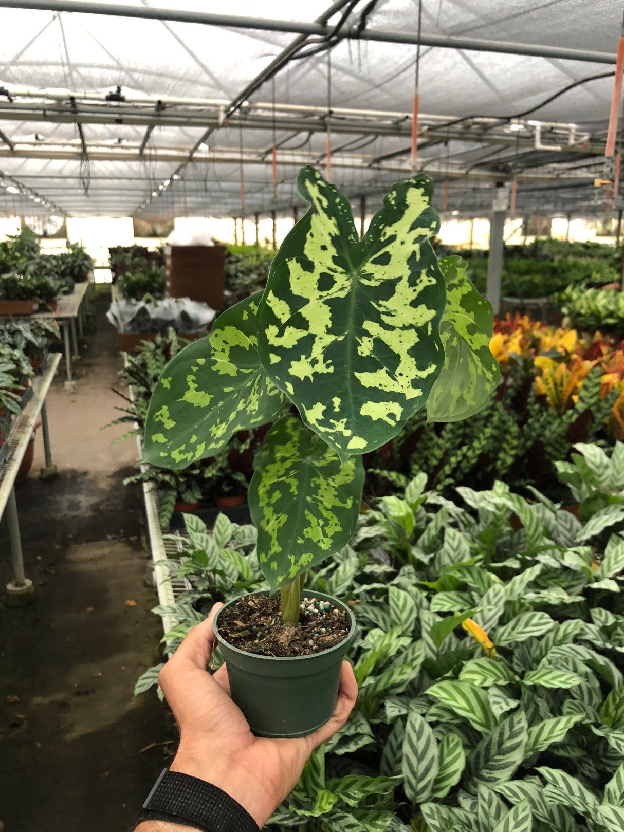 Alocasia 'Hilo Beauty' Plant – Speckled Variegated Elephant Ear