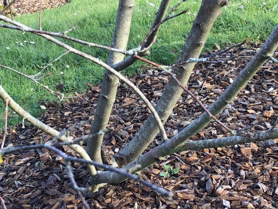 Allegheny Serviceberry Tree