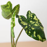 Alocasia 'Hilo Beauty' Plant – Speckled Variegated Elephant Ear