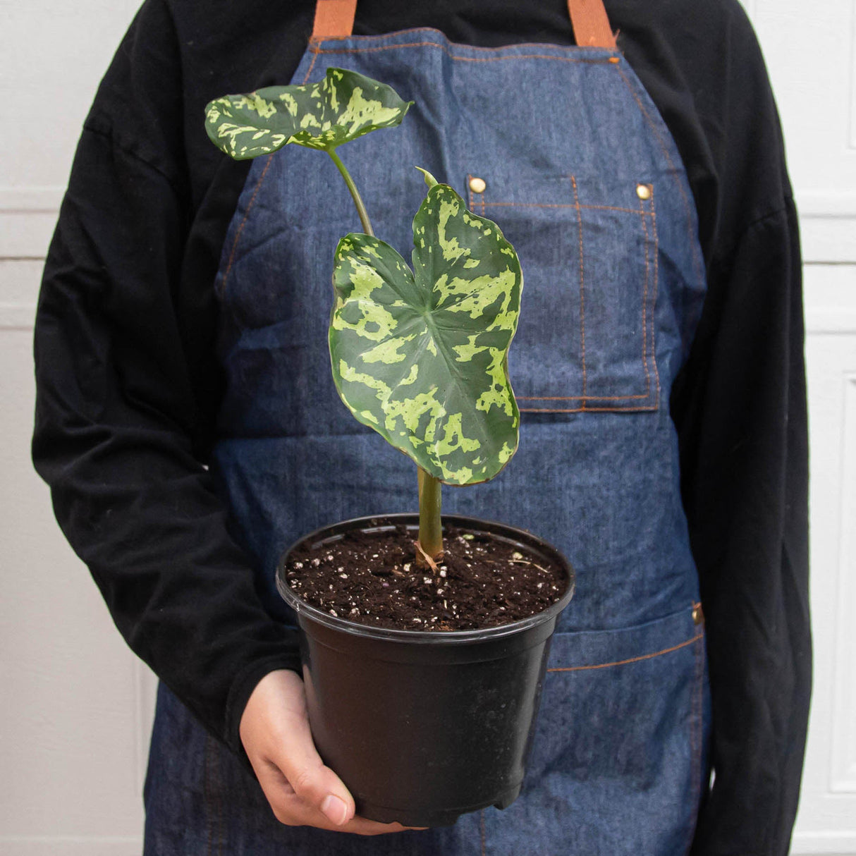 Alocasia 'Hilo Beauty' Plant – Speckled Variegated Elephant Ear