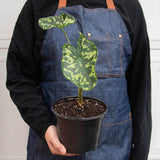 Alocasia 'Hilo Beauty' Plant – Speckled Variegated Elephant Ear