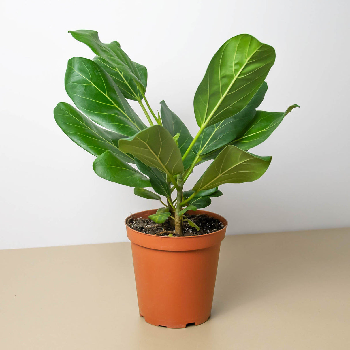 Ficus ‘Audrey’ – Variegated Rubber Tree