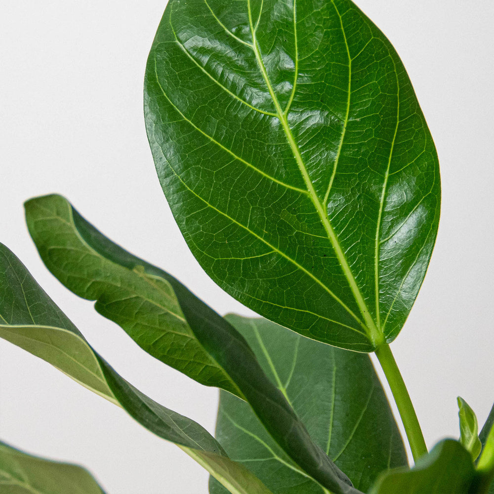 Umber Tree Audrey Ficus Houseplant | Variegated Rubber Tree for Bright, Modern ...