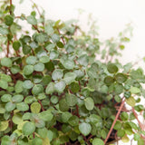 Silver Sparkle Nettle Plant