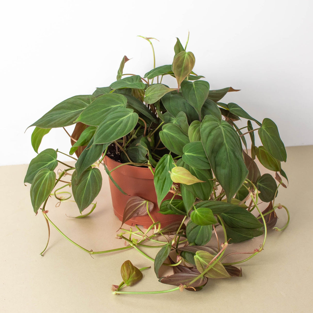 Velvet Philodendron Plant