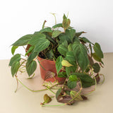 Velvet Philodendron Plant