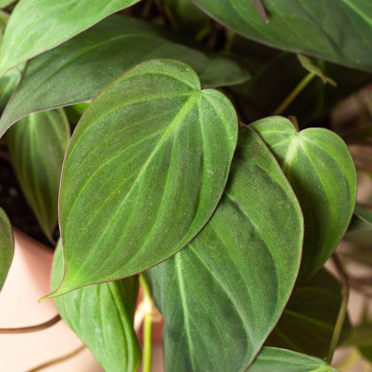 Velvet Philodendron Plant