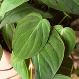 Velvet Philodendron Plant