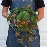 Velvet Philodendron Plant