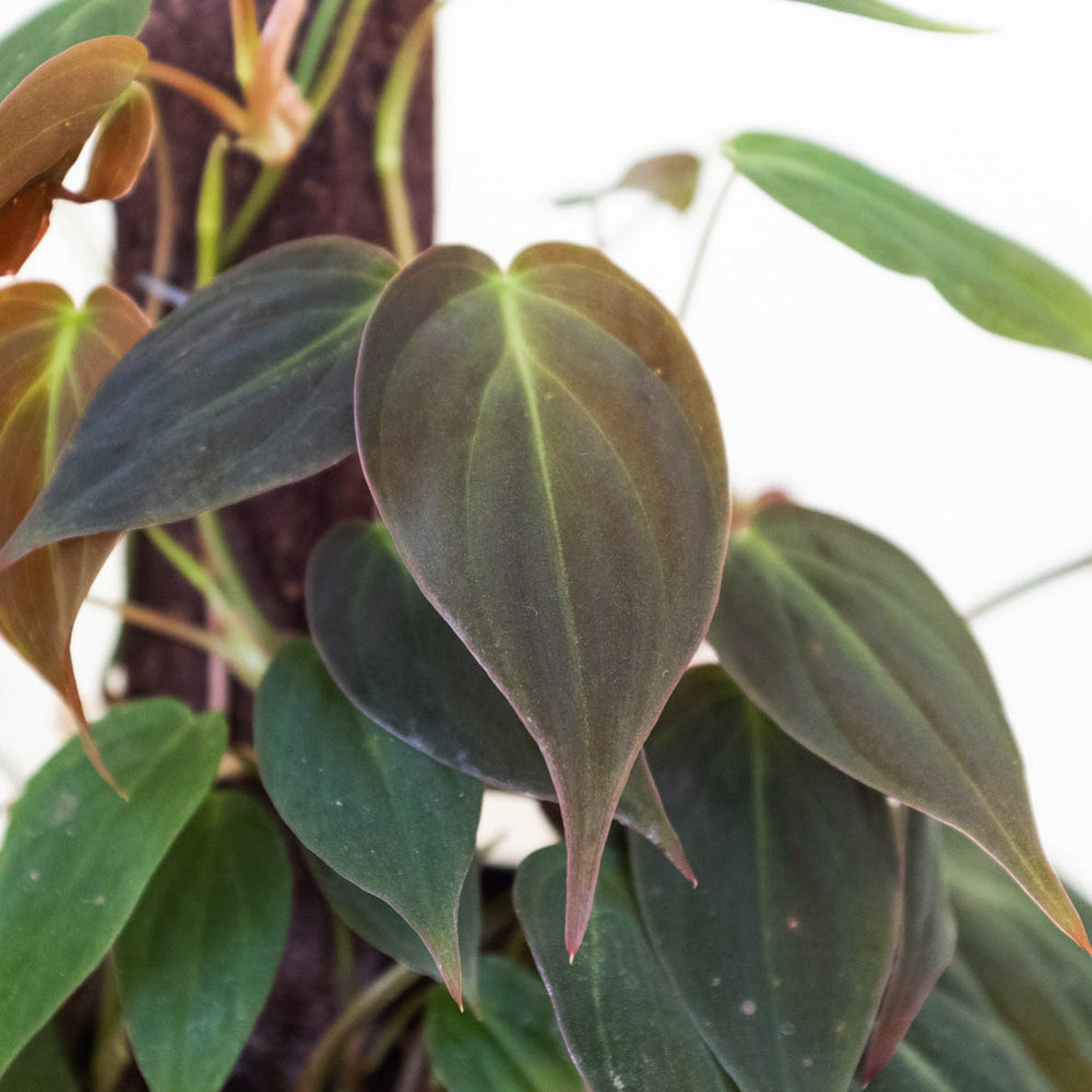 philodendron velvet leaves Philodendron 'Velvet' 6" Pot / Terracotta Eco Pot